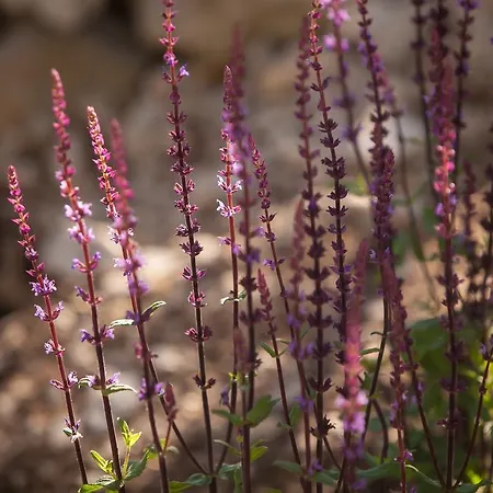 بيت للعطل Dalmatinska Kuca