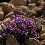 بيت للعطل Dalmatinska Kuca *