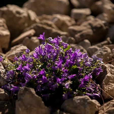Semesterbostad Dalmatinska Kuća *
