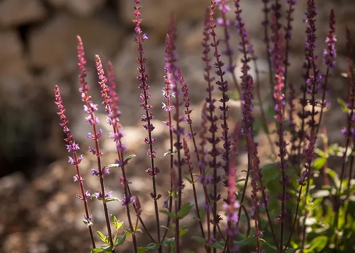 בית נופש Dalmatinska Kuca