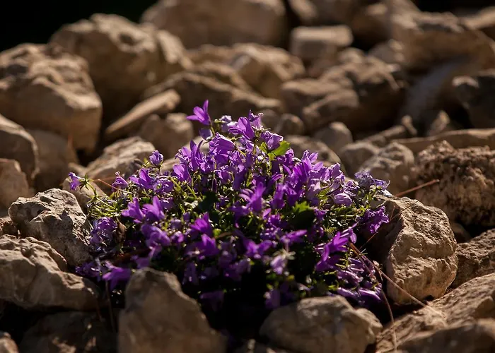 בית נופש Dalmatinska Kuca *